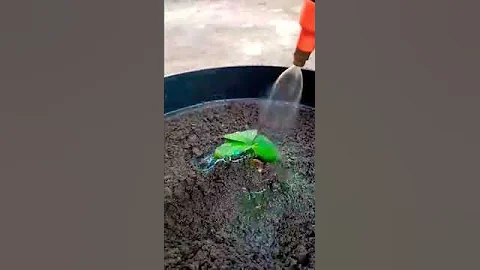 easy and fast method for growing and propagating strawberry trees #garden​ #fruits​