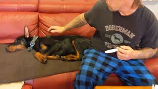 Doberman Pinscher Easy Ear Posting with Tampons