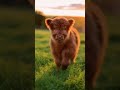 Fluffy Highland Calf Runs Into Golden Sunset 🐮✨ | Pure Happiness