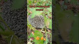 осенний ёжик.