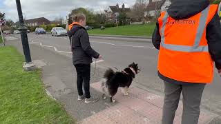 Mantrailing with a Finish Lapphund