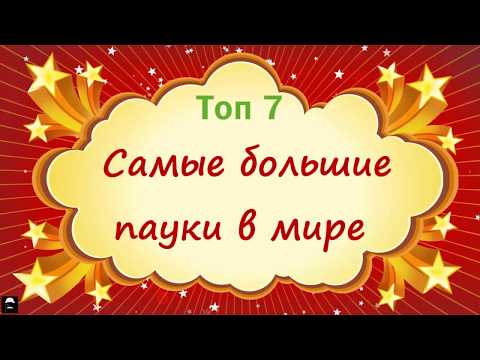 ТОП 7. САМЫЕ БОЛЬШИЕ ПАУКИ В МИРЕ. 2017