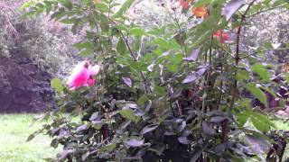 Samsung W200 Test