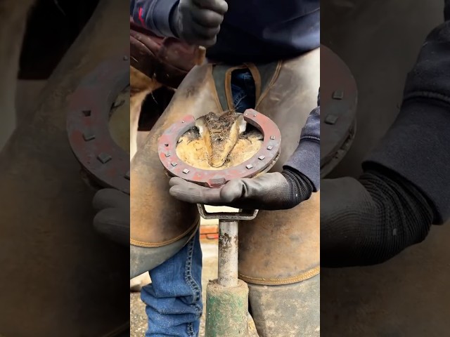 #farrier #horse #farrierlife #satisfying #horsemanship #horsecare #asmr