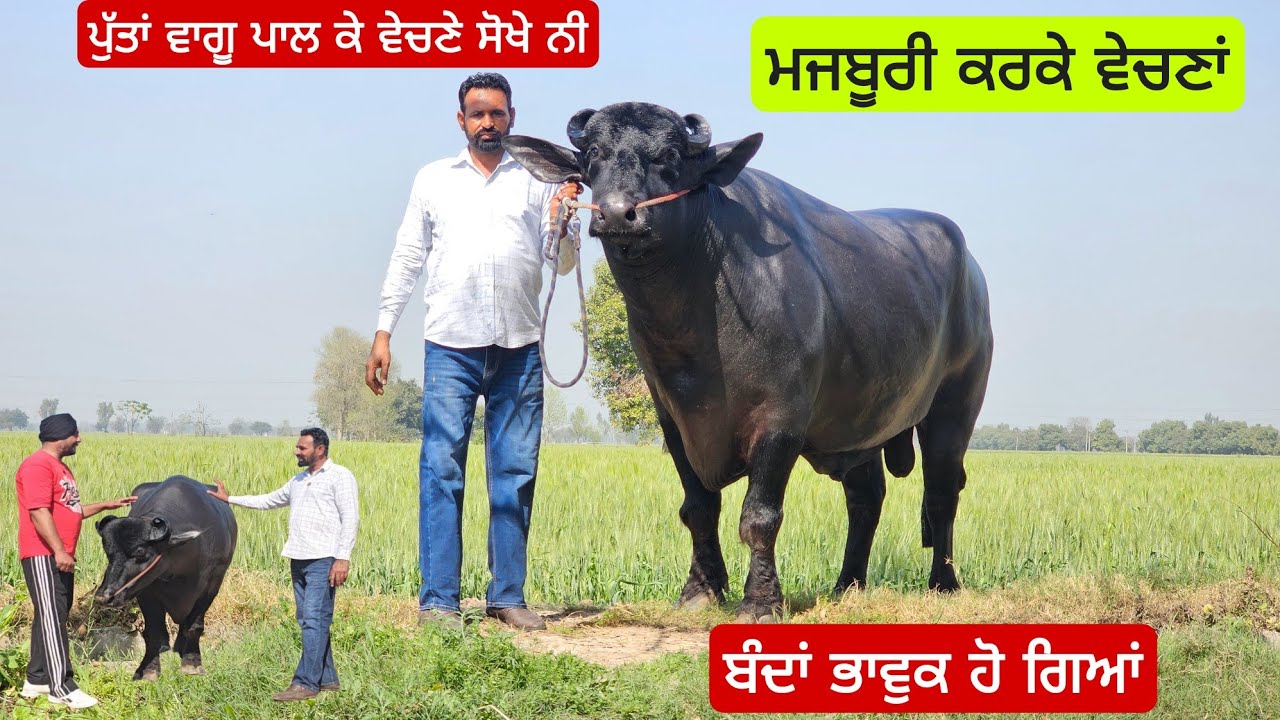 ਮਜਬੂਰੀ ਅ ਨਹੀ ਪੁੱਤਾਂ ਵਾਗ ਪਾਲ ਕੇ ਵੇਚਣੇ ਸੋਖੇ ਨੀ ਮੇਲਿਆਂ ਦਾ ਜੇਤੂ ਝੋਟਾਂ ਕਰਿਉ ਸਪੋਟ  ਆਮ ਕਿਸਾਨ ਵੀਰ ਦੀ।