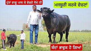 ਮਜਬੂਰੀ ਅ ਨਹੀ ਪੁੱਤਾਂ ਵਾਗ ਪਾਲ ਕੇ ਵੇਚਣੇ ਸੋਖੇ ਨੀ ਮੇਲਿਆਂ ਦਾ ਜੇਤੂ ਝੋਟਾਂ ਕਰਿਉ ਸਪੋਟ  ਆਮ ਕਿਸਾਨ ਵੀਰ ਦੀ।