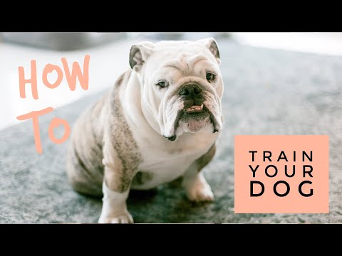 Cesar Millan on How To Train Your Dog - YouTube