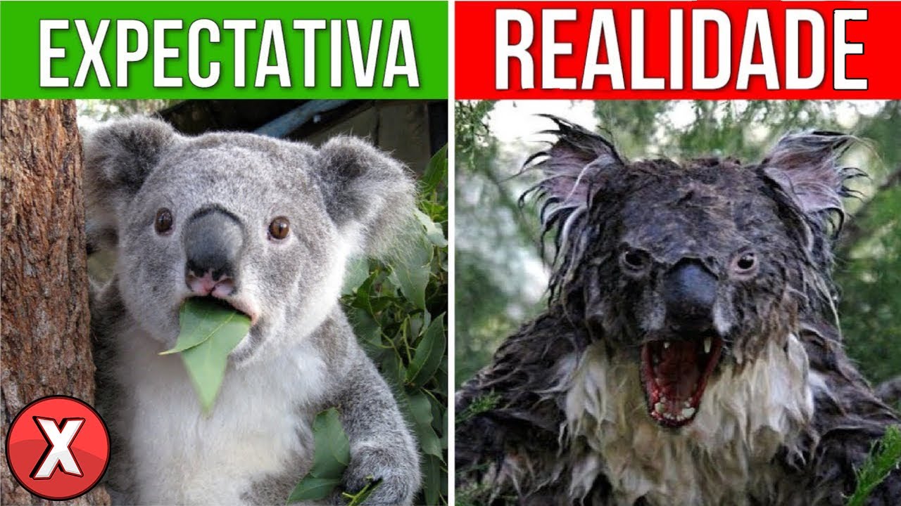 8 ANIMAIS Que São Mais PERIGOSOS do Que Você Pensa