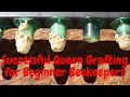 🔵Grafting Queens for Beginners! Queen Rearing series | Part 2