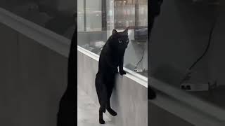 The Cat In Black Walks The Line. 🤠 🐈‍⬛ #Cat #Funny