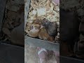 В зоомагазине. Мышата