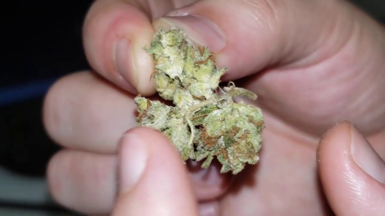 STRAIN REVIEW 154: lindsay og - LPB