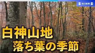 白神山地、落葉進む　ブナの森に冬の足跡