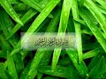 سورة المؤمنون بصوت خاشع ابراهيم الجبرين