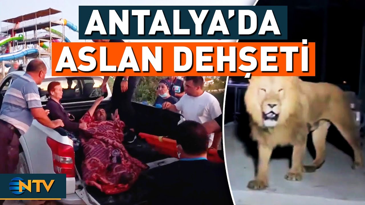 Antalya'da Tarlasında Uyuyan Talihsiz Çiftçiye Aslan Saldırdı | NTV