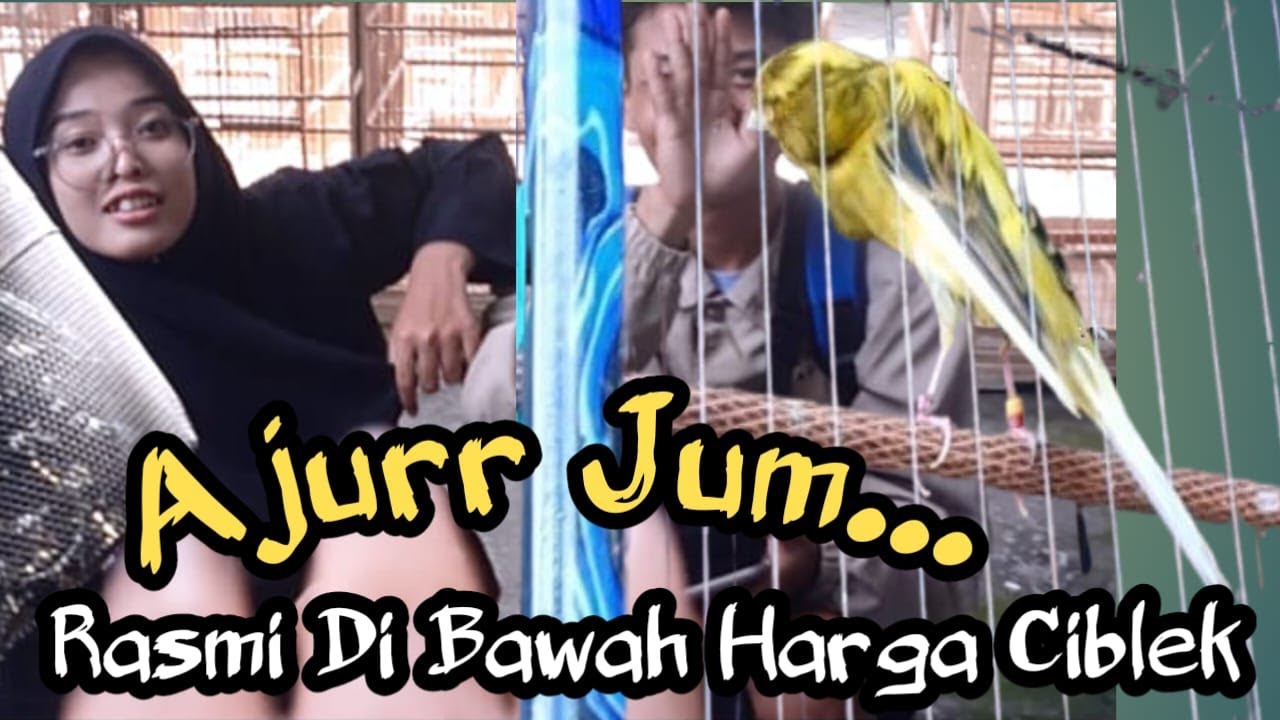 Ketemu Ciblek VIRAL Harganya Jauh Diatas Harga Kenari Rasmi