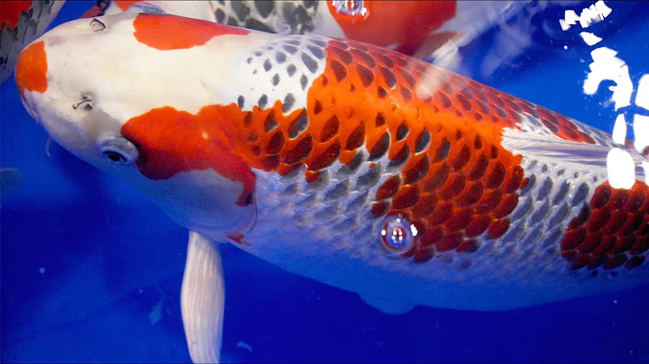 ALL JAPAN KOI SHOW 2021 - MULTIPLE AWARDS for Dona...
