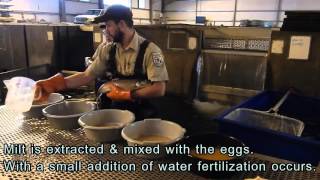 2015 Air Spawning Lake Trout at the Iron River National Fish Hatchery