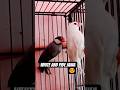 nice color jawa bird 🕊️#hens #birds #pigeon #ruster #ruster #parrot #australian #lovebirds #jawa