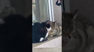 “What are you guys discussing?”🫣😉 #animals  #cat #discussion #kitten