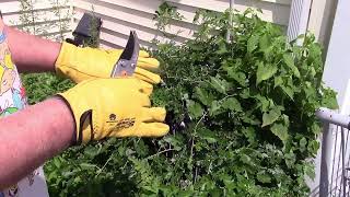 SCHWER Leather Gardening Gloves Review