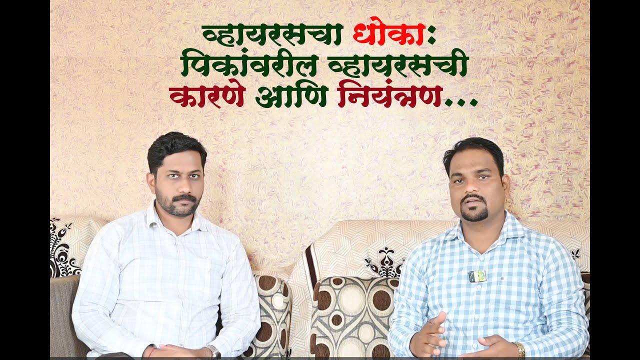 व्हायरसचा धोका: पिकांवरील व्हायरसची कारणे आणि नियंत्रण