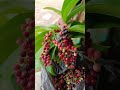 Panen Melimpah Buah Wuni/Buni Langsung Dari Pohonnya!