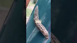 Biutiful Slug #shorts #naturavirgin