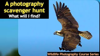 Wildlife Scavenger Hunt - Wild Photo Adventures