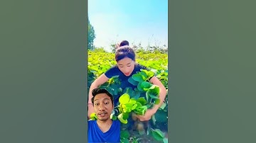 Thumbnail of panen buah kiwi berbuah lebat #satisfying #fruit #farming #rurallife #agrikultur #berkebun