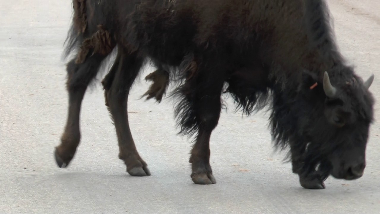 Bison Black Hills 2