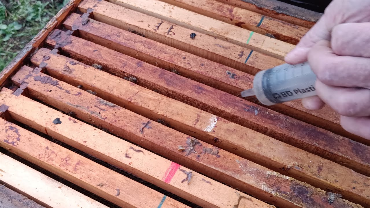 Zimski tretman varoe 2025