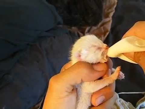 alimentando a gatita recien nacida - YouTube