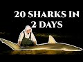 The most insane shark fishing trip we have ever seen