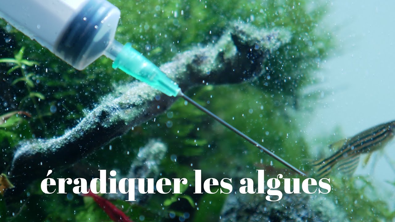 comment se débarrasser des algues dans un aquarium