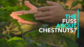 Saving the American Chestnut Tree!