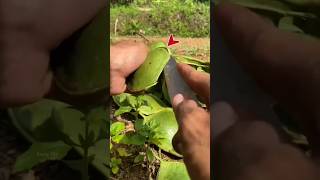 This Boy Found a ₹1000 Rare Chinese Fruit in His Grandpa’s Farm 😱 #shots #facts