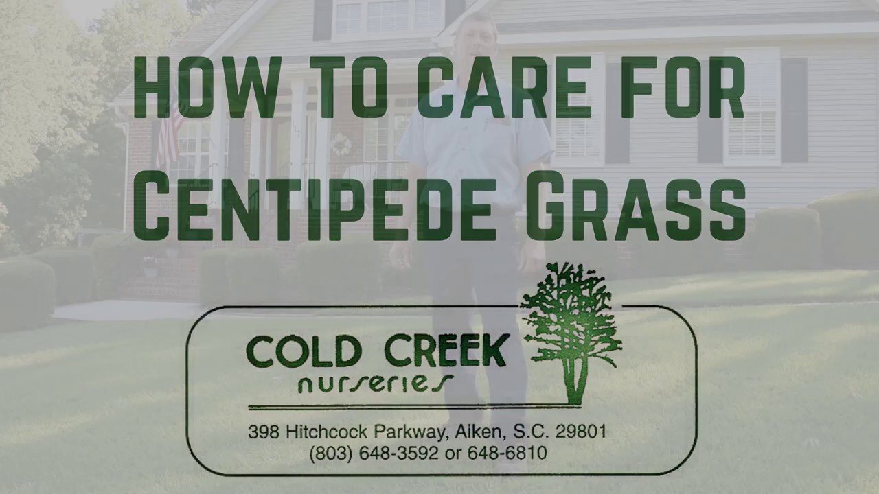 how-to-care-for-centipede-grass-youtube