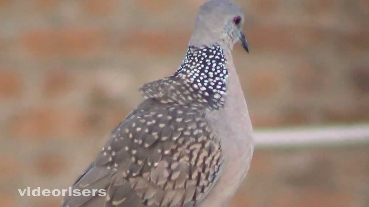 Fastest Neck Twilting Spotted Dove YouTube