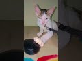 Mazak bna rkha h 🙄#catshorts #funnycomedy #status_video #mostfunny #shorts #meowcat#cat_of_instagram