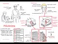 Melanoma Insights: Skin Cancer, Risk Factors, and Visual Identification