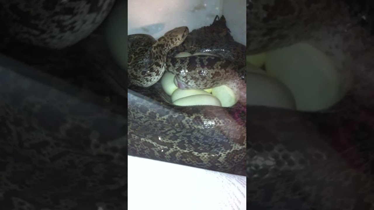 snake oil Granite burmese python laying
