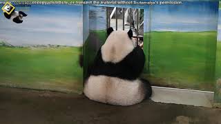 20190721 圓仔快速上下課 The Giant Panda Yuan Zai