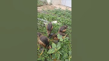 Redy stok burung belibis jinak2