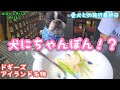 愛犬と朝食ビュッフェたくさん遊んで、ランチは初めての犬用ちゃぽんも食べた