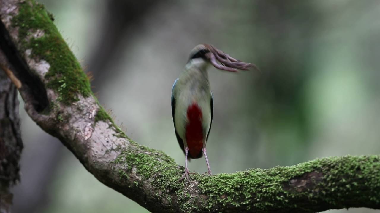 Pitta nympha 팔색조2 