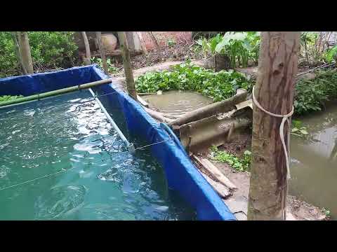Video mô hình nuôi cá rô đầu nhím trên bể lót bạc - youtube