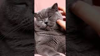 Halftime! Cat invasion. #mukbang #asmr #cat #purring