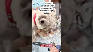 Pantes Kucing Oyen Disegani, Dari Kecil Di Didiknya Sama Ini