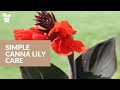 Simple Canna Lily Care | Canna Seed Harvest